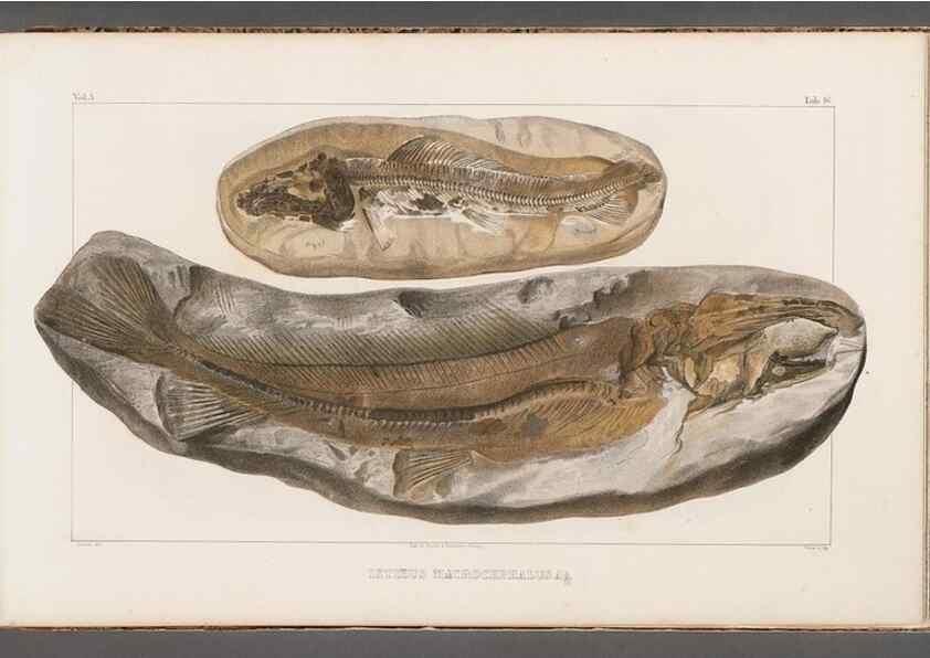 Reproducción/Reproduction 49640570877: Recherches sur les poissons fossiles ... /. Neuchatel :Petitpierre,1833-43.. 