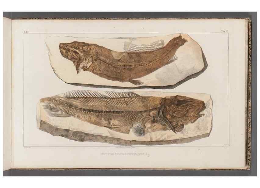 Reproducción/Reproduction 49640298401: Recherches sur les poissons fossiles ... /. Neuchatel :Petitpierre,1833-43.. 