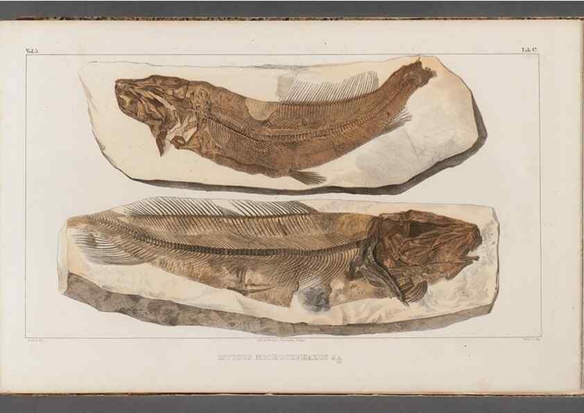 Reproducción/Reproduction 49640298401: Recherches sur les poissons fossiles ... /. Neuchatel :Petitpierre,1833-43.. 