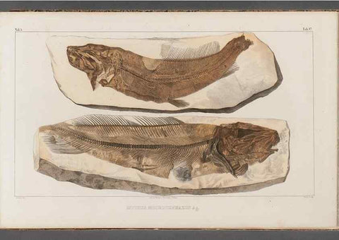 Reproducción/Reproduction 49640298401: Recherches sur les poissons fossiles ... /. Neuchatel :Petitpierre,1833-43.. 
