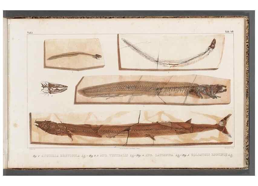Reproducción/Reproduction 49639784578: Recherches sur les poissons fossiles ... /. Neuchatel :Petitpierre,1833-43.. 