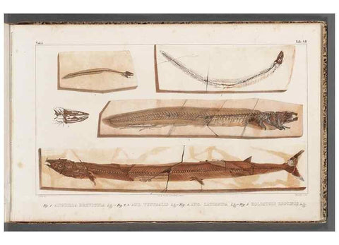 Reproducción/Reproduction 49639784578: Recherches sur les poissons fossiles ... /. Neuchatel :Petitpierre,1833-43.. 