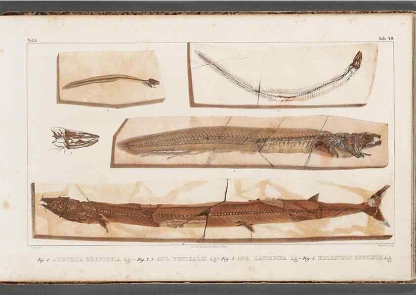 Reproducción/Reproduction 49639784578: Recherches sur les poissons fossiles ... /. Neuchatel :Petitpierre,1833-43.. 