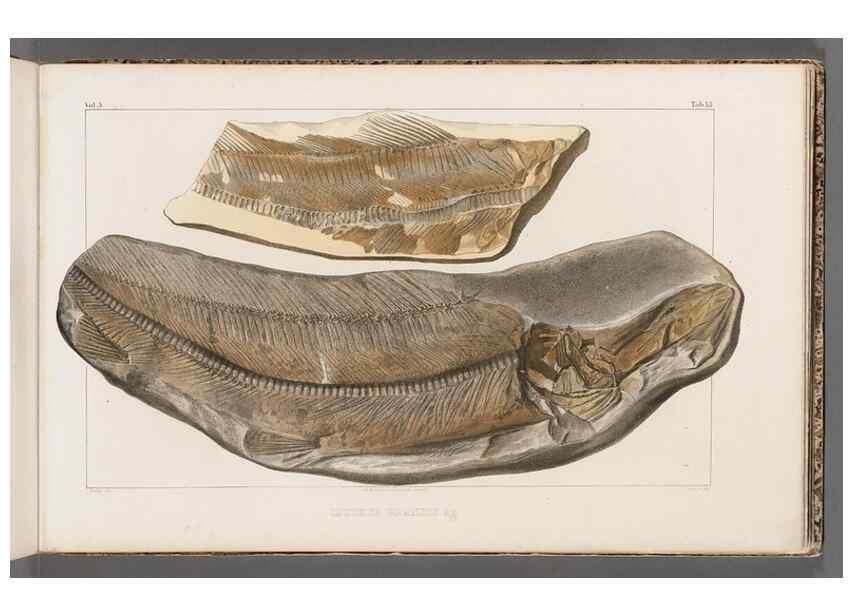 Reproducción/Reproduction 49639774653: Recherches sur les poissons fossiles ... /. Neuchatel :Petitpierre,1833-43.. 