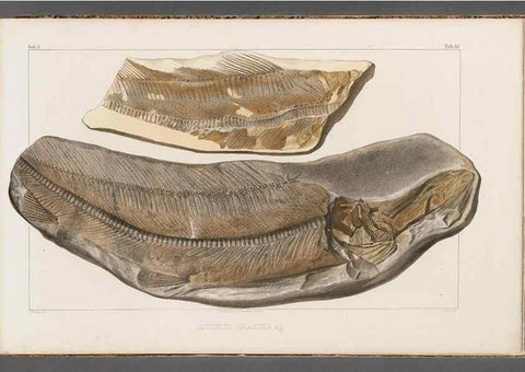 Reproducción/Reproduction 49639774653: Recherches sur les poissons fossiles ... /. Neuchatel :Petitpierre,1833-43.. 