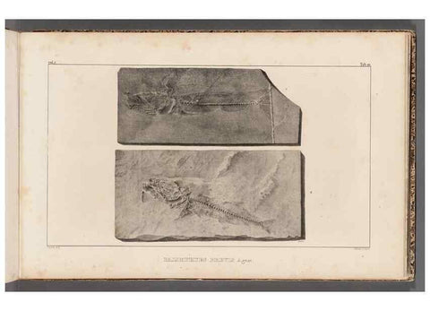 Reproducción/Reproduction 49639775233: Recherches sur les poissons fossiles ... /. Neuchatel :Petitpierre,1833-43.. 