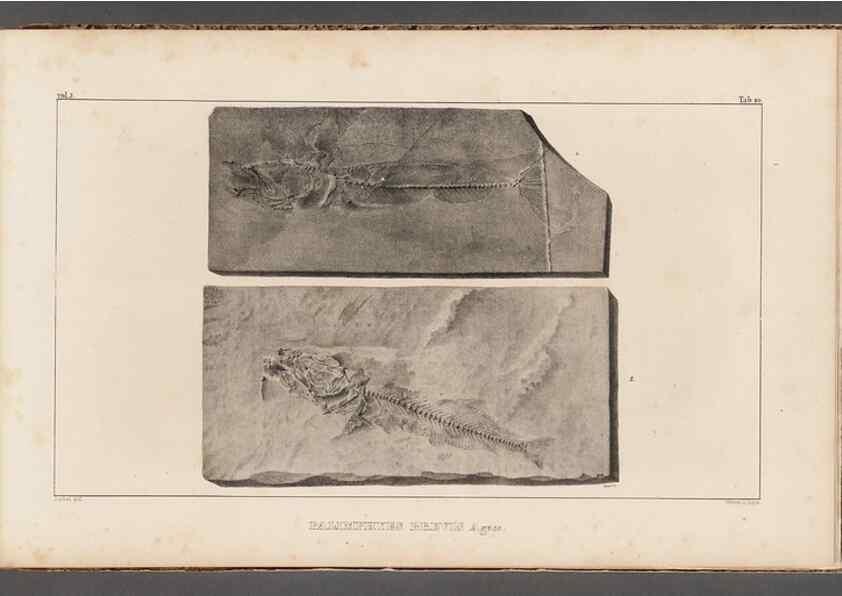 Reproducción/Reproduction 49639775233: Recherches sur les poissons fossiles ... /. Neuchatel :Petitpierre,1833-43.. 