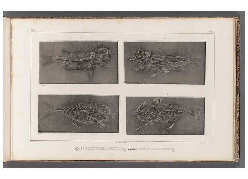 Reproducción/Reproduction 49640572142: Recherches sur les poissons fossiles ... /. Neuchatel :Petitpierre,1833-43.. 