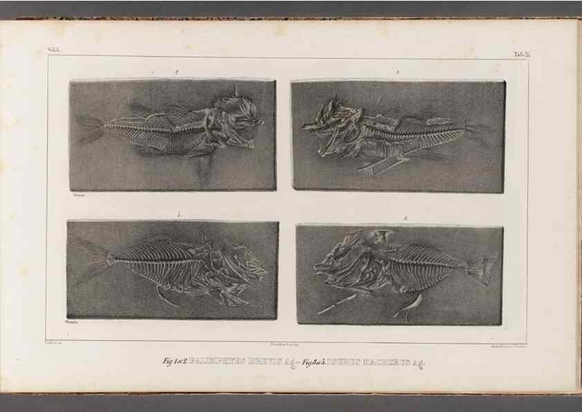 Reproducción/Reproduction 49640572142: Recherches sur les poissons fossiles ... /. Neuchatel :Petitpierre,1833-43.. 