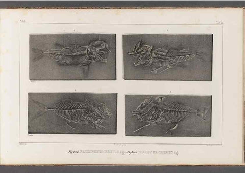 Reproducción/Reproduction 49640572142: Recherches sur les poissons fossiles ... /. Neuchatel :Petitpierre,1833-43.. 