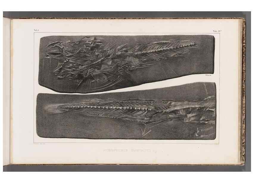 Reproducción/Reproduction 49640299671: Recherches sur les poissons fossiles ... /. Neuchatel :Petitpierre,1833-43.. 