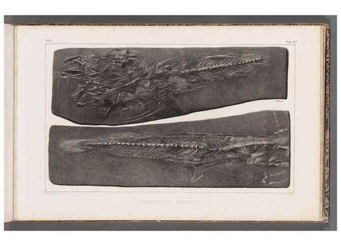 Reproducción/Reproduction 49640299671: Recherches sur les poissons fossiles ... /. Neuchatel :Petitpierre,1833-43.. 