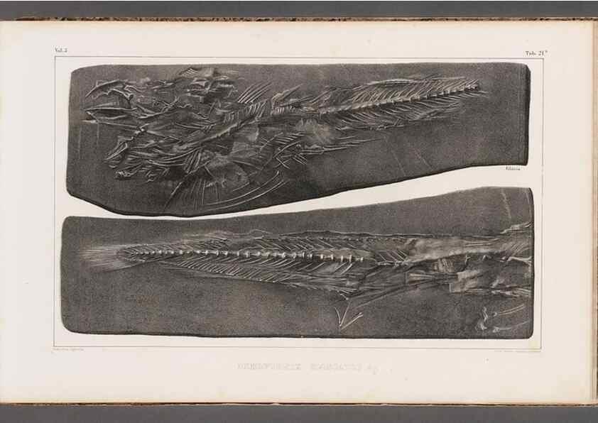 Reproducción/Reproduction 49640299671: Recherches sur les poissons fossiles ... /. Neuchatel :Petitpierre,1833-43.. 