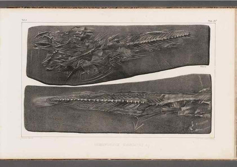 Reproducción/Reproduction 49640299671: Recherches sur les poissons fossiles ... /. Neuchatel :Petitpierre,1833-43.. 