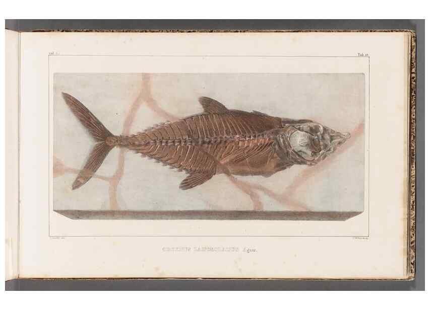 Reproducción/Reproduction 49640300171: Recherches sur les poissons fossiles ... /. Neuchatel :Petitpierre,1833-43.. 
