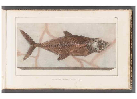 Reproducción/Reproduction 49640300171: Recherches sur les poissons fossiles ... /. Neuchatel :Petitpierre,1833-43.. 