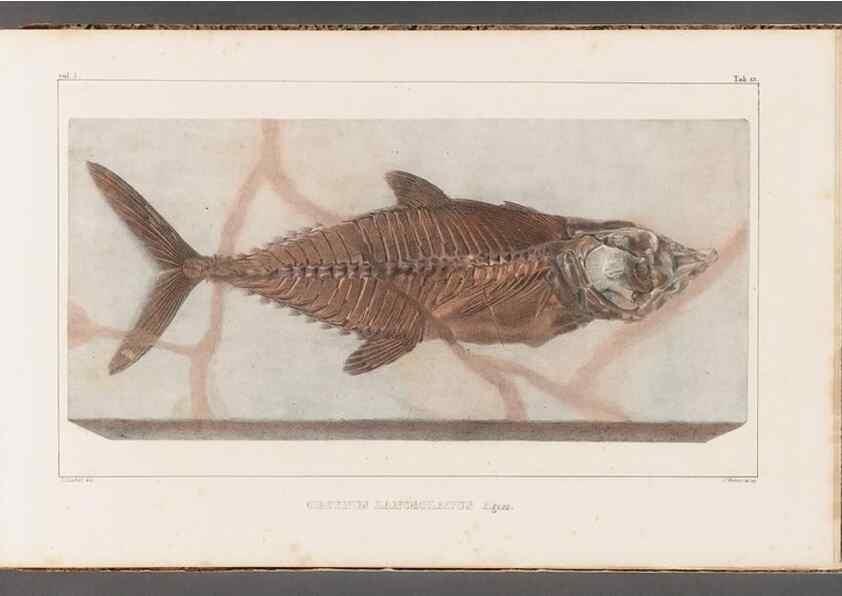 Reproducción/Reproduction 49640300171: Recherches sur les poissons fossiles ... /. Neuchatel :Petitpierre,1833-43.. 
