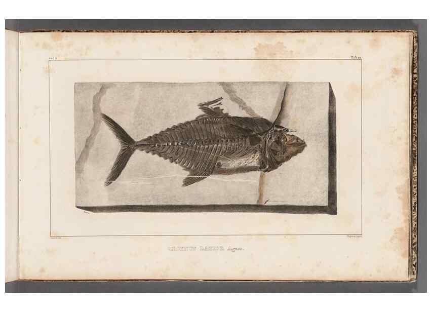 Reproducción/Reproduction 49639776628: Recherches sur les poissons fossiles ... /. Neuchatel :Petitpierre,1833-43.. 