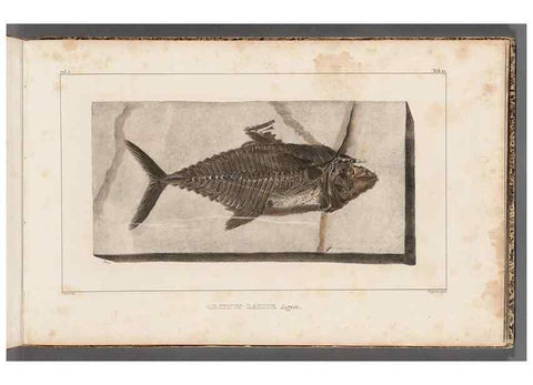 Reproducción/Reproduction 49639776628: Recherches sur les poissons fossiles ... /. Neuchatel :Petitpierre,1833-43.. 