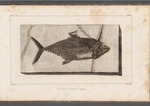 Reproducción/Reproduction 49639776628: Recherches sur les poissons fossiles ... /. Neuchatel :Petitpierre,1833-43.. 