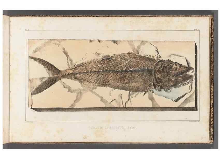Reproducción/Reproduction 49640573427: Recherches sur les poissons fossiles ... /. Neuchatel :Petitpierre,1833-43.. 