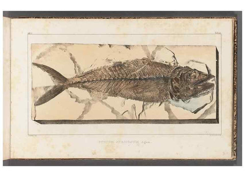 Reproducción/Reproduction 49640573427: Recherches sur les poissons fossiles ... /. Neuchatel :Petitpierre,1833-43.. 