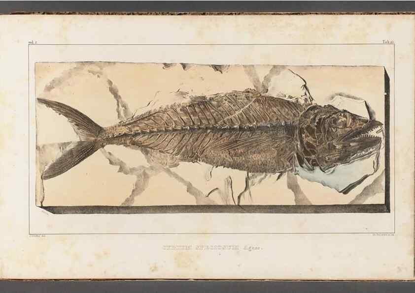 Reproducción/Reproduction 49640573427: Recherches sur les poissons fossiles ... /. Neuchatel :Petitpierre,1833-43.. 
