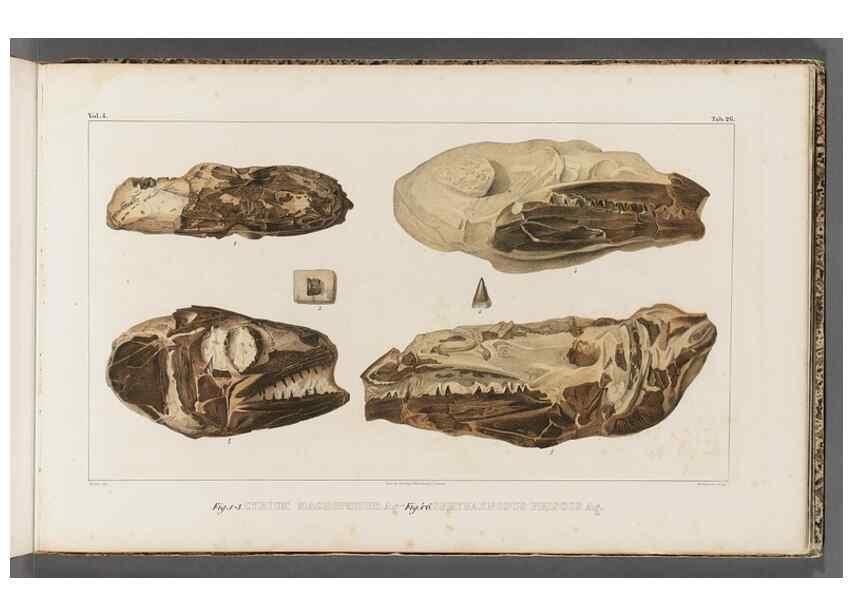 Reproducción/Reproduction 49640301736: Recherches sur les poissons fossiles ... /. Neuchatel :Petitpierre,1833-43.. 