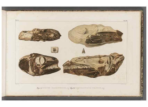 Reproducción/Reproduction 49640301736: Recherches sur les poissons fossiles ... /. Neuchatel :Petitpierre,1833-43.. 