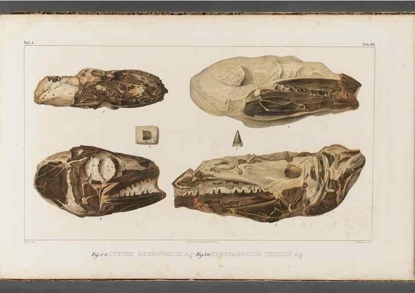 Reproducción/Reproduction 49640301736: Recherches sur les poissons fossiles ... /. Neuchatel :Petitpierre,1833-43.. 