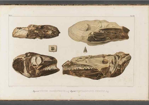 Reproducción/Reproduction 49640301736: Recherches sur les poissons fossiles ... /. Neuchatel :Petitpierre,1833-43.. 
