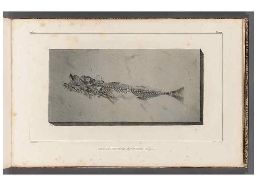 Reproducción/Reproduction 49640571707: Recherches sur les poissons fossiles ... /. Neuchatel :Petitpierre,1833-43.. 