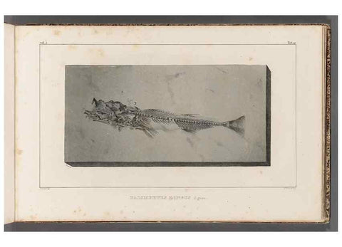 Reproducción/Reproduction 49640571707: Recherches sur les poissons fossiles ... /. Neuchatel :Petitpierre,1833-43.. 