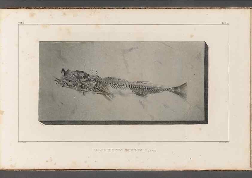 Reproducción/Reproduction 49640571707: Recherches sur les poissons fossiles ... /. Neuchatel :Petitpierre,1833-43.. 