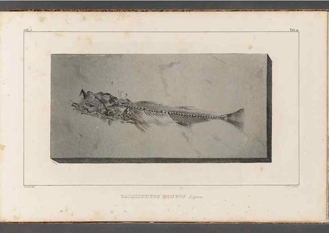 Reproducción/Reproduction 49640571707: Recherches sur les poissons fossiles ... /. Neuchatel :Petitpierre,1833-43.. 