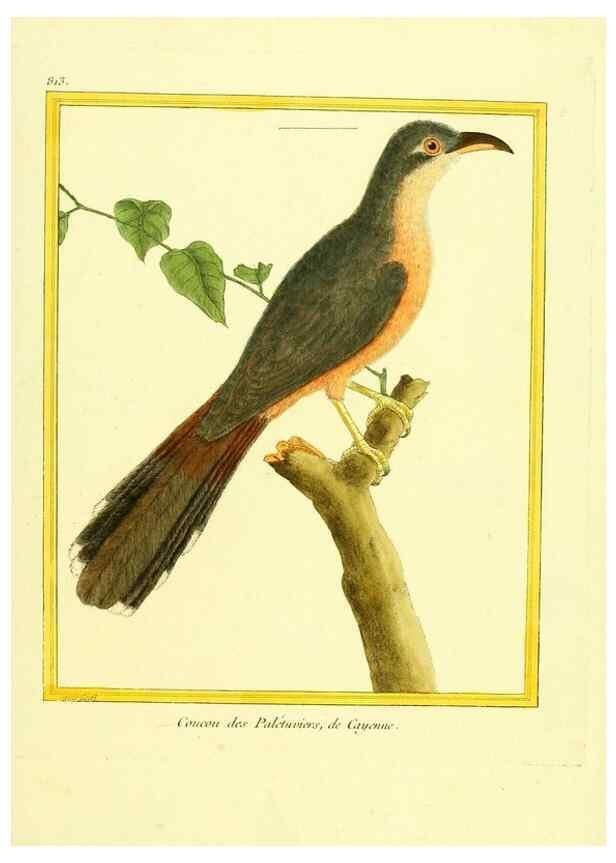 Reproducción/Reproduction 49640450781: Planches enluminées d'histoire naturelle. Paris? :s.n.,1765-1783?. 
