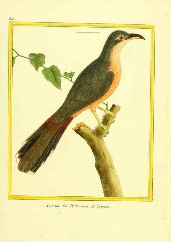 Reproducción/Reproduction 49640450781: Planches enluminées d'histoire naturelle. Paris? :s.n.,1765-1783?. 