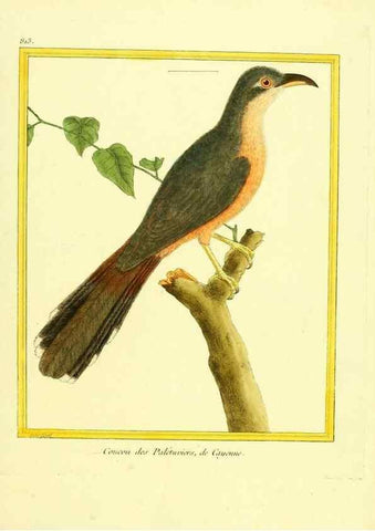 Reproducción/Reproduction 49640450781: Planches enluminées d'histoire naturelle. Paris? :s.n.,1765-1783?. 