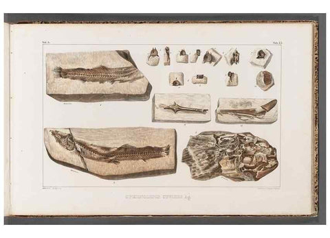 Reproducción/Reproduction 49640308841: Recherches sur les poissons fossiles ... /. Neuchatel :Petitpierre,1833-43.. 