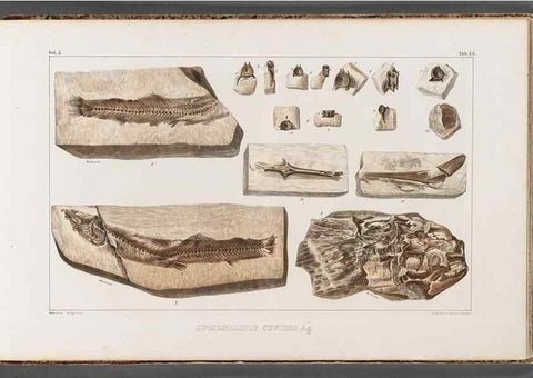 Reproducción/Reproduction 49640308841: Recherches sur les poissons fossiles ... /. Neuchatel :Petitpierre,1833-43.. 