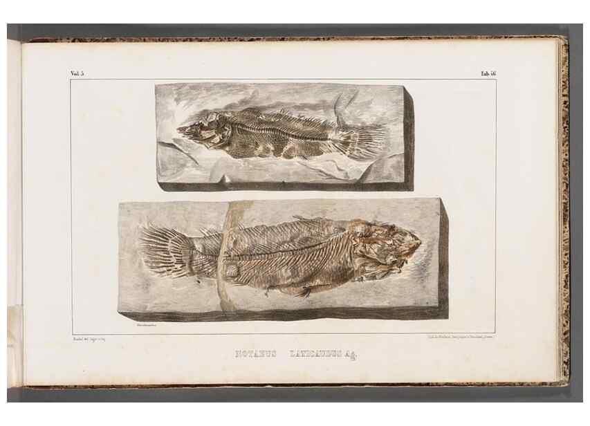 Reproducción/Reproduction 49639785618: Recherches sur les poissons fossiles ... /. Neuchatel :Petitpierre,1833-43.. 