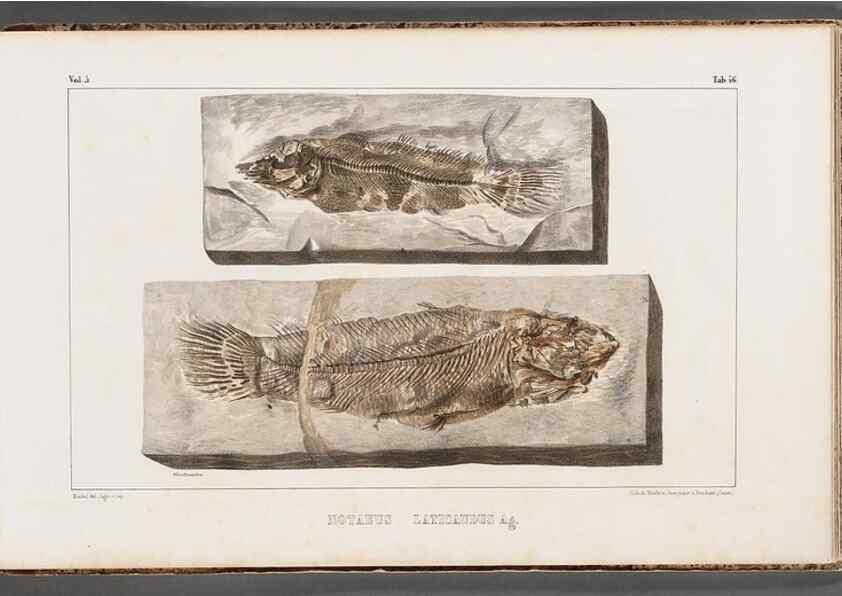 Reproducción/Reproduction 49639785618: Recherches sur les poissons fossiles ... /. Neuchatel :Petitpierre,1833-43.. 