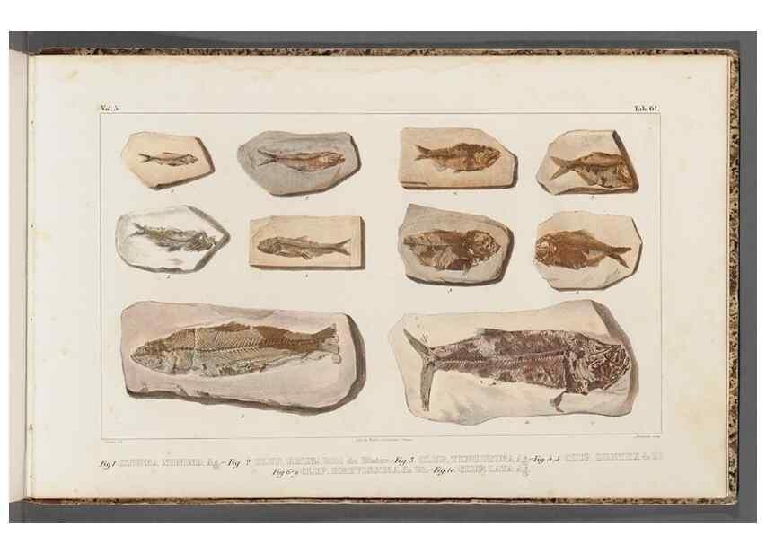 Reproducción/Reproduction 49640587717: Recherches sur les poissons fossiles ... /. Neuchatel :Petitpierre,1833-43.. 