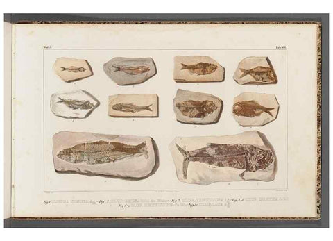 Reproducción/Reproduction 49640587717: Recherches sur les poissons fossiles ... /. Neuchatel :Petitpierre,1833-43.. 