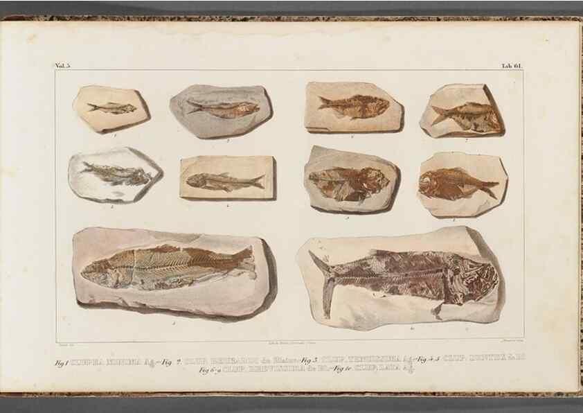 Reproducción/Reproduction 49640587717: Recherches sur les poissons fossiles ... /. Neuchatel :Petitpierre,1833-43.. 
