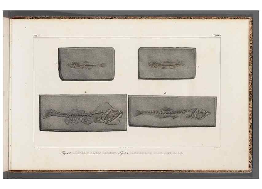 Reproducción/Reproduction 49639791608: Recherches sur les poissons fossiles ... /. Neuchatel :Petitpierre,1833-43.. 