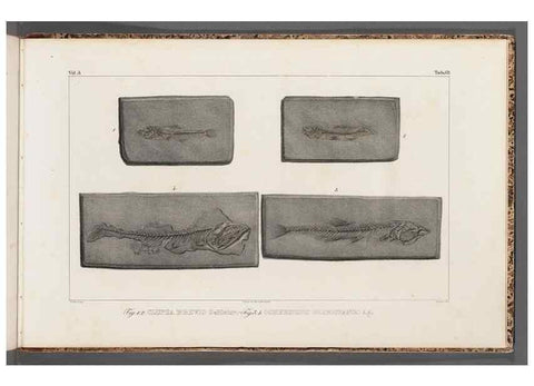 Reproducción/Reproduction 49639791608: Recherches sur les poissons fossiles ... /. Neuchatel :Petitpierre,1833-43.. 