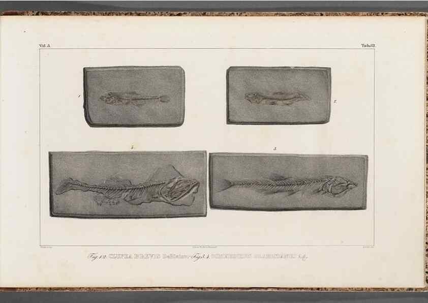Reproducción/Reproduction 49639791608: Recherches sur les poissons fossiles ... /. Neuchatel :Petitpierre,1833-43.. 
