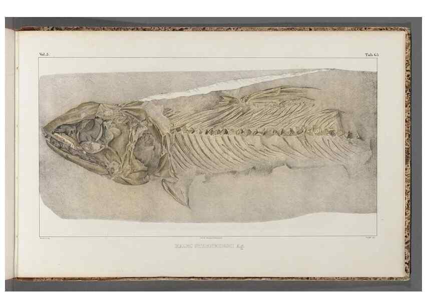 Reproducción/Reproduction 49640588397: Recherches sur les poissons fossiles ... /. Neuchatel :Petitpierre,1833-43.. 