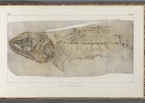 Reproducción/Reproduction 49640588397: Recherches sur les poissons fossiles ... /. Neuchatel :Petitpierre,1833-43.. 